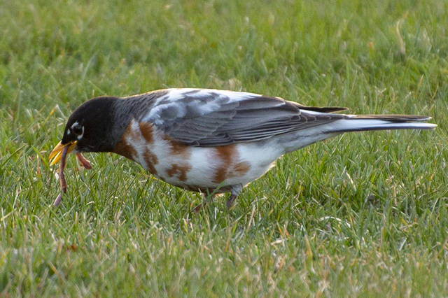 RARE ROBIN ROCKS SPOTS